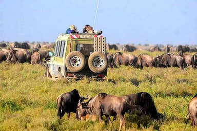8 Day The Great Wildebeest Migration Tour sa Tanzania, Africa