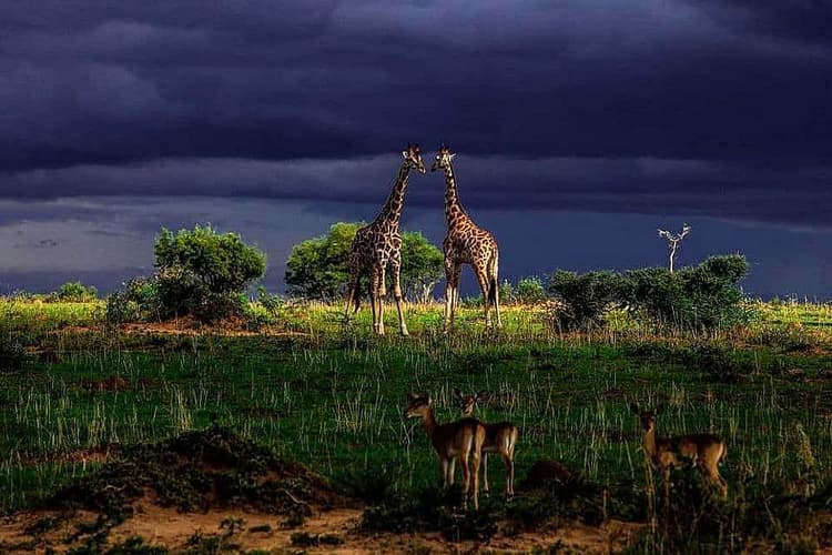 8 Day Private or Group Yoga and Safari Retreat in Kampala, Uganda
