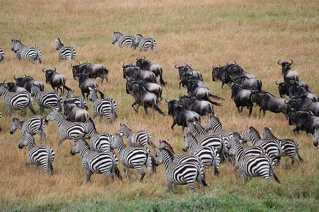 8 Day The Great Wildebeest Migration Tour in Tanzania, Africa