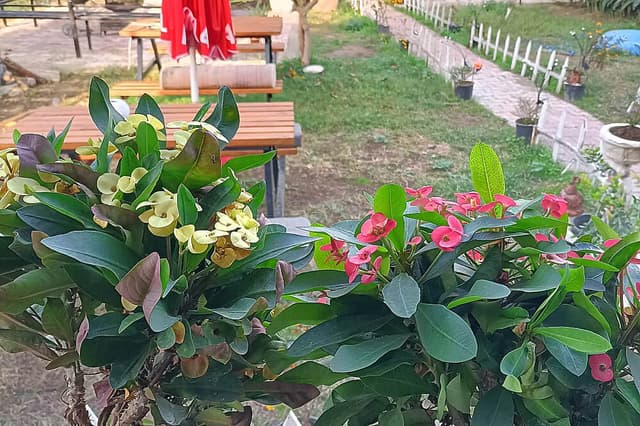 7 Day Holistic TCM Healing&Relaxation Retreat, Signature, Турция