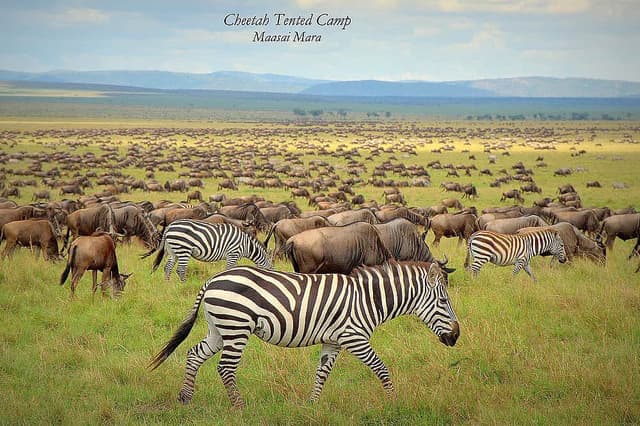8 Day The Great Wildebeest Migration Tour in Tanzania, Africa