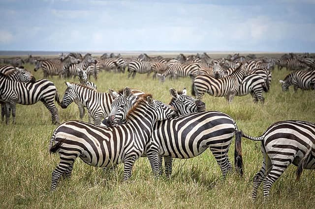 8 Day The Great Wildebeest Migration Tour in Tanzania, Africa