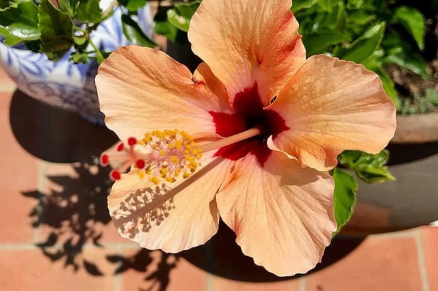 Maganay- The Integrative Healing Art Practice