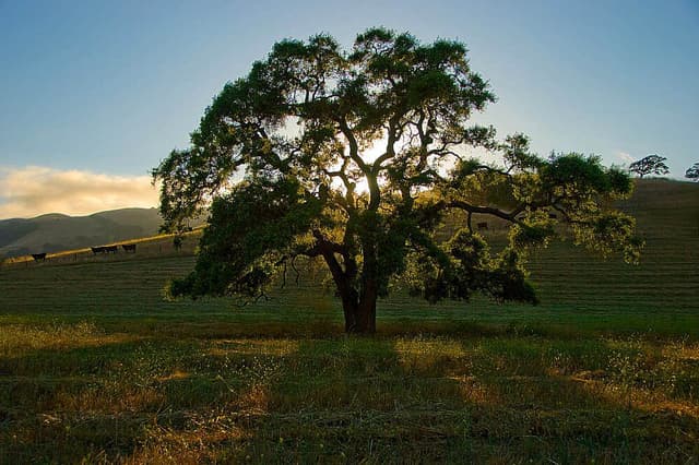 4 Day Art of Breathwork untuk Kesejahteraan & Pengurangan Tekanan, CA, AS